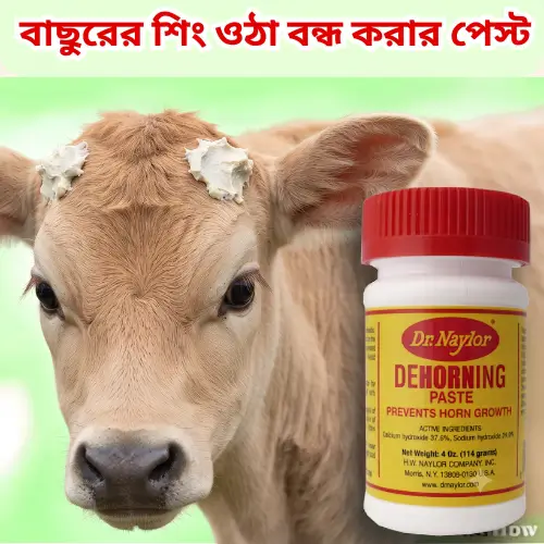 Dehorning Paste for Calves | বাছুরের শিং ওঠা বন্ধ করার পেস্ট